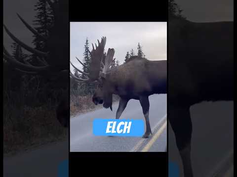 Youtube: Elch – Der Wald-Golem mit Kleiderschrankgeweih