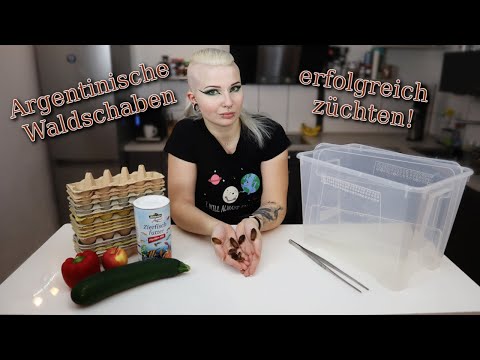 Youtube: Argentinische Waldschaben erfolgreich züchten! [Komplettanleitung!] | Liliths Colorful Garden