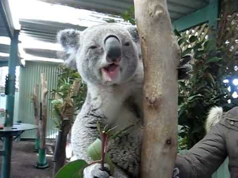 Youtube: Koala bear eating eucalyptus branches and leaves - super cute!