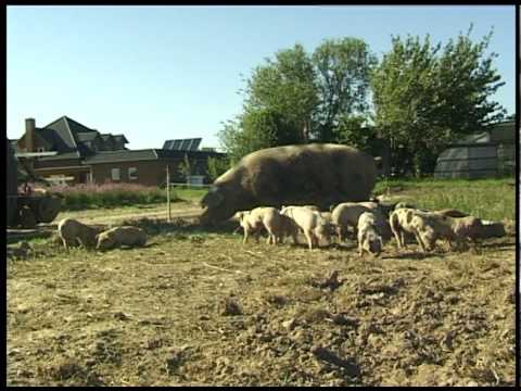 Youtube: Glückliche Schweine