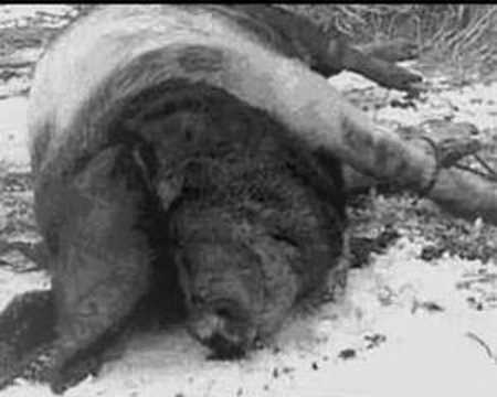 Youtube: Death in June - All Pigs Must Die