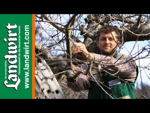 Youtube: Obstbäume schneiden richtig gemacht | Landwirt.com