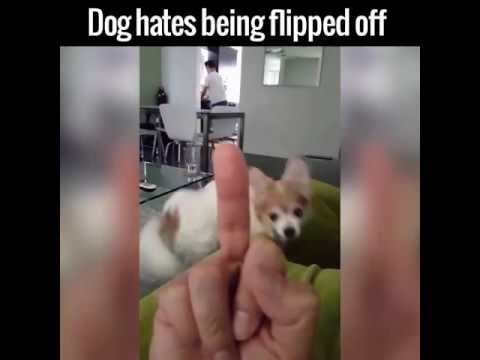 Youtube: Dog hates being flipped off - Insulting dog with middle finger