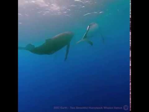Youtube: Humpback Whales Saving Seals