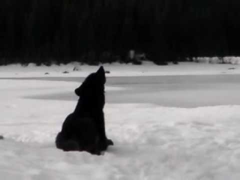 Youtube: Wolf Howl