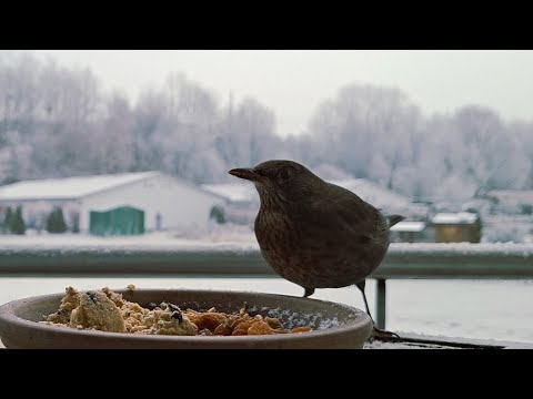 Youtube: Schwarzdrosselweibchen lässt sich Rosinen schmecken🍇🐦‍⬛
