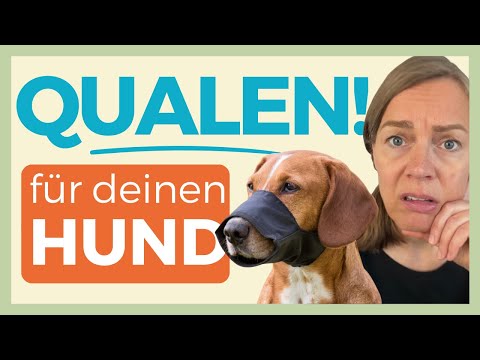Youtube: 🚫 DAS IST KEIN MAULKORB 🚫 DIESE UNWISSENHEIT KANN FÜR DEINEN HUND LEBENSGEFÄHRLICH ENDEN 🐕⚡️