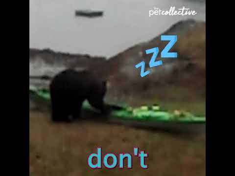 Youtube: bear eats a kayak while talking to a lady