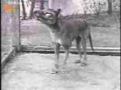 Youtube: Last Tasmanian Tiger, Thylacine, 1933