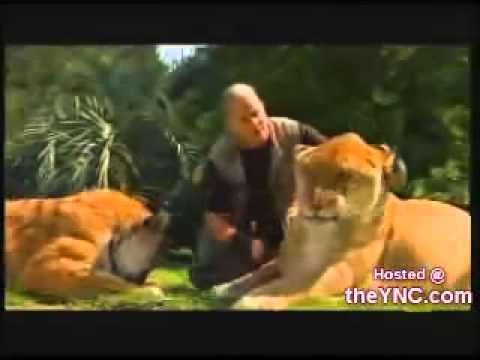 Youtube: Liger Tiger  Lion- Großte Katze Der Welt