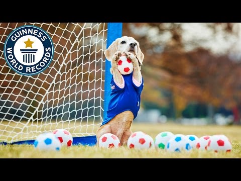 Youtube: Most balls caught by a dog with the paws in one minute - Guinness World Records