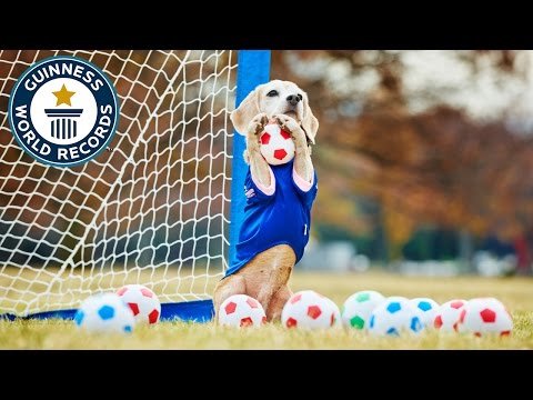 Youtube: Most balls caught by a dog with the paws in one minute - Guinness World Records