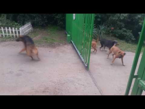 Youtube: Dogs don't really want to fight.