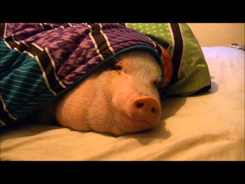 Youtube: Sleeping Pig Wakes Up for a Cookie!