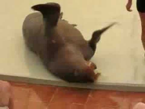 Youtube: Dancing Walrus!! lol