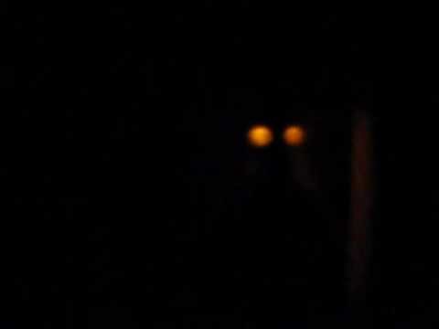 Youtube: Mothman Sighting  2013