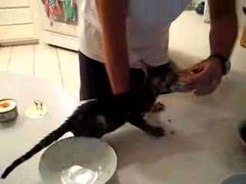 Youtube: Hungry Bengal Kitten says "NO!"