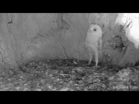 Youtube: This Barn Owl Baby Just Heard Thunder for the First Time | Discover Wildlife | Robert E Fuller