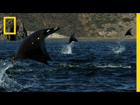 Youtube: Gigantic School of Rays | Untamed Americas