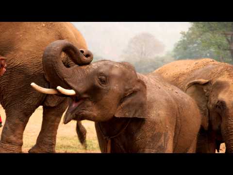 Youtube: Elephant Trumpeting/ Trompeten Elefanten/ Trąbienie słonia SOUND EFFECTS