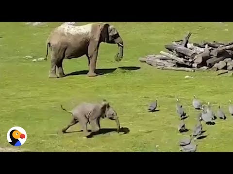Youtube: Baby Elephant Chasing Birds FAIL | The Dodo