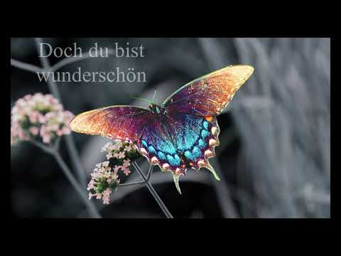 Youtube: SOPHIA - Schmetterling (Lyrics) [4K] | T-M Musik
