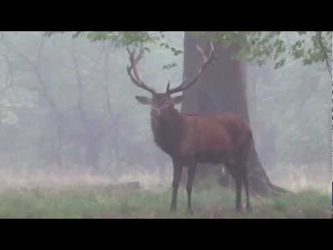 Youtube: Röhrender Hirsch morgens im Wald