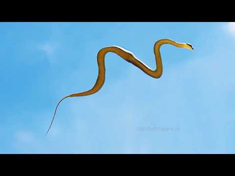 Youtube: Real Flying Snakes!