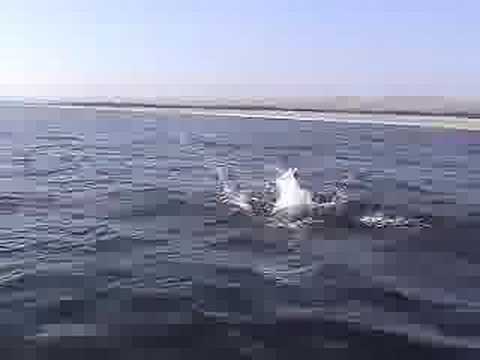 Youtube: Devil ( mobula) ray jumps