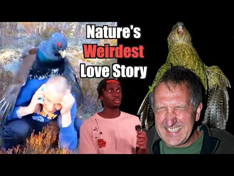 Youtube: The Strange History of Birds Trying to Mate with Us