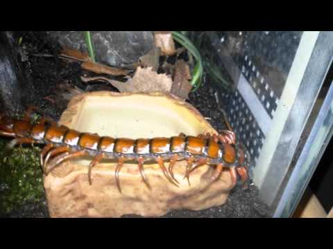 Youtube: Scolopendra Rambo auf Tour :-)