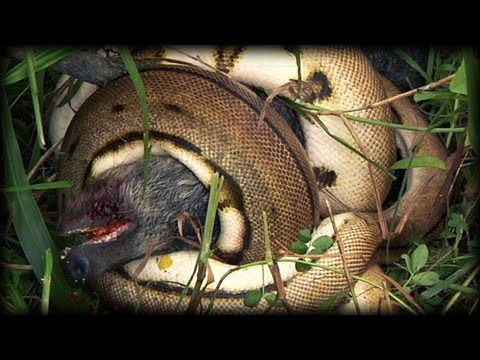 Youtube: Python kills Pig 01 - Dangerous Animals in Florida