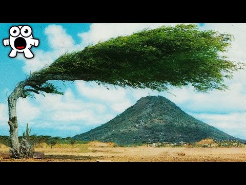 Youtube: Most Amazing Trees In The World
