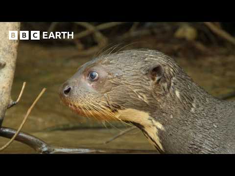 Youtube: Ein Einblick in das Leben von Ottern | BBC Earth