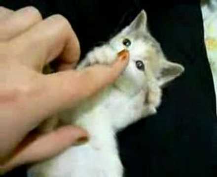 Youtube: Small Cute Kitten