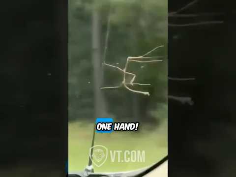 Youtube: Stick Bug Hangs On for Dear Life! 😂