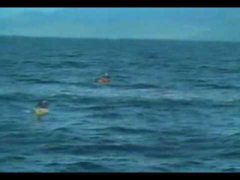 Youtube: killer whale attack a person