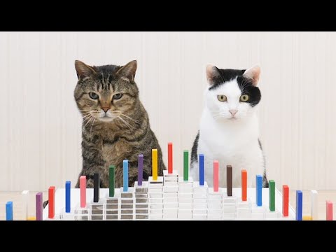 Youtube: Cats and Domino