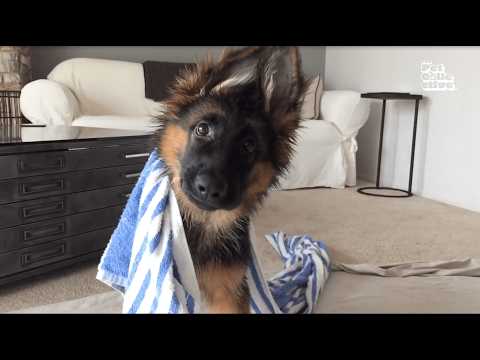Youtube: FUNNIEST Viral Dogs EVER!!
