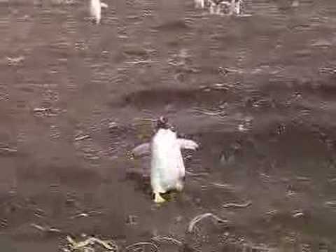 Youtube: Falkland Island Penguin Attack