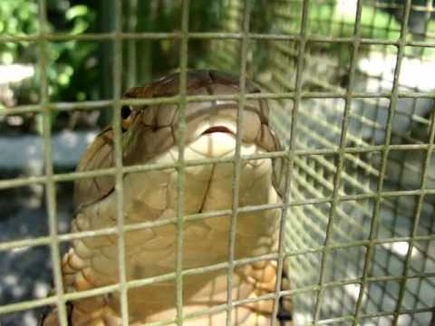 Youtube: Mad King Cobra Breathing | Big Snake! 🇹🇭Thailand VLOG | ThaiPulseCom