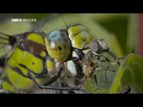 Youtube: Libellen: So schnell jagen sie in Luft und Wasser