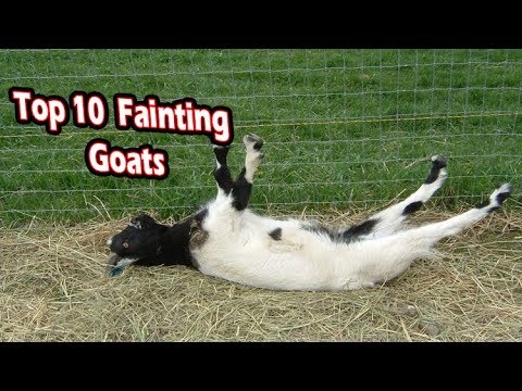 Youtube: Top 10 fainting goats (funny fainting goats)
