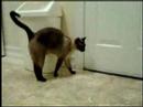 Youtube: Crazy talking cat