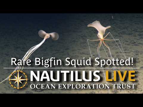 Youtube: Rare Bigfin Squid Spotted in Deep Sea of Cook Islands | Nautilus Live