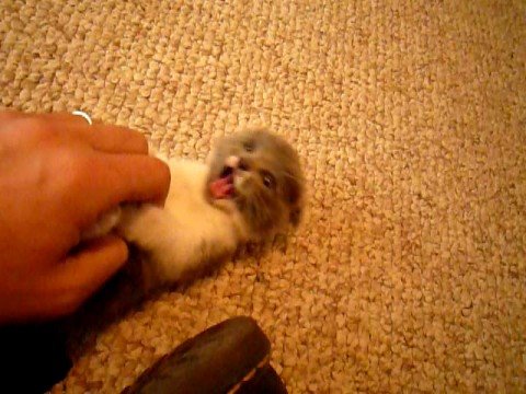 Youtube: Scottish Fold munchkin