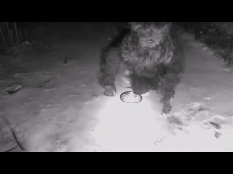Youtube: Bigfoot attracted by cat food caught on Security Camera goes ballistic