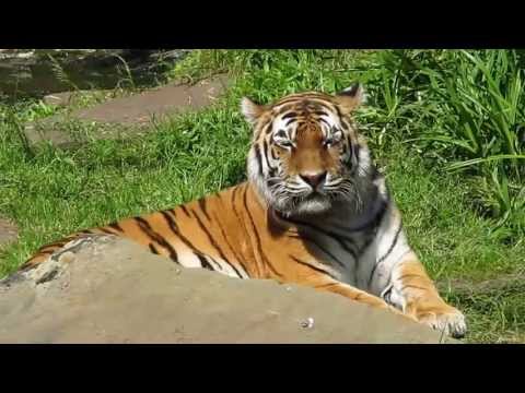 Youtube: Tiger Rasputin im Allwetterzoo Münster - Amurtiger bzw. Sibirischer Tiger 06.06.2013