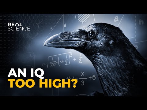 Youtube: Why Crows Are as Smart as 7 Year Old Humans