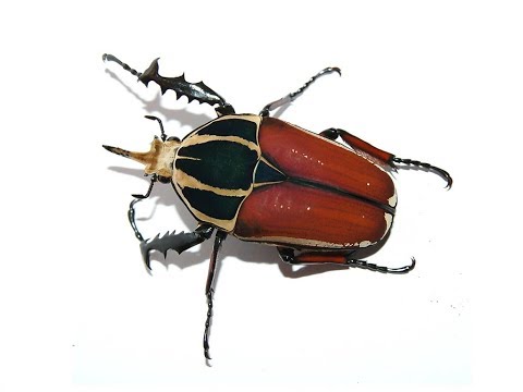 Youtube: Mecynorhina torquata ugandensis Käfer geschlüpft.